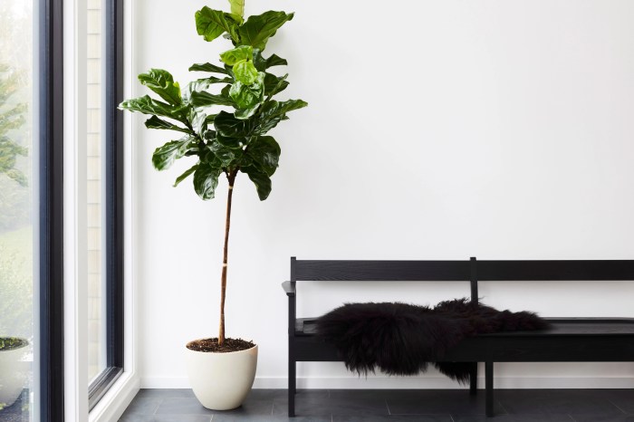 The Top 6 Best Plants for Interior Design Styling - coucoucali.com The Top 6 Best Plants for Interior Design Styling - coucoucali.com