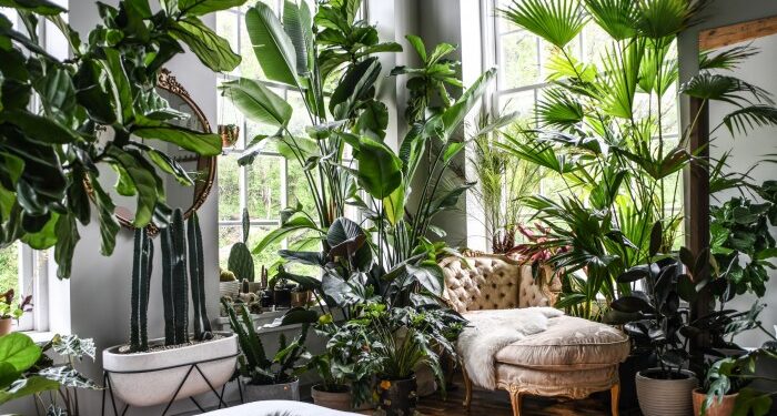 What plants are best for a lush indoor garden? | Livingetc